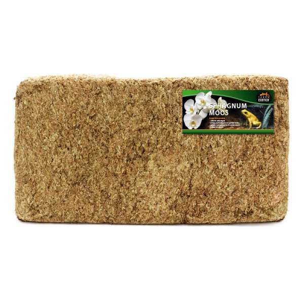 Preview: Sphagnum Moos